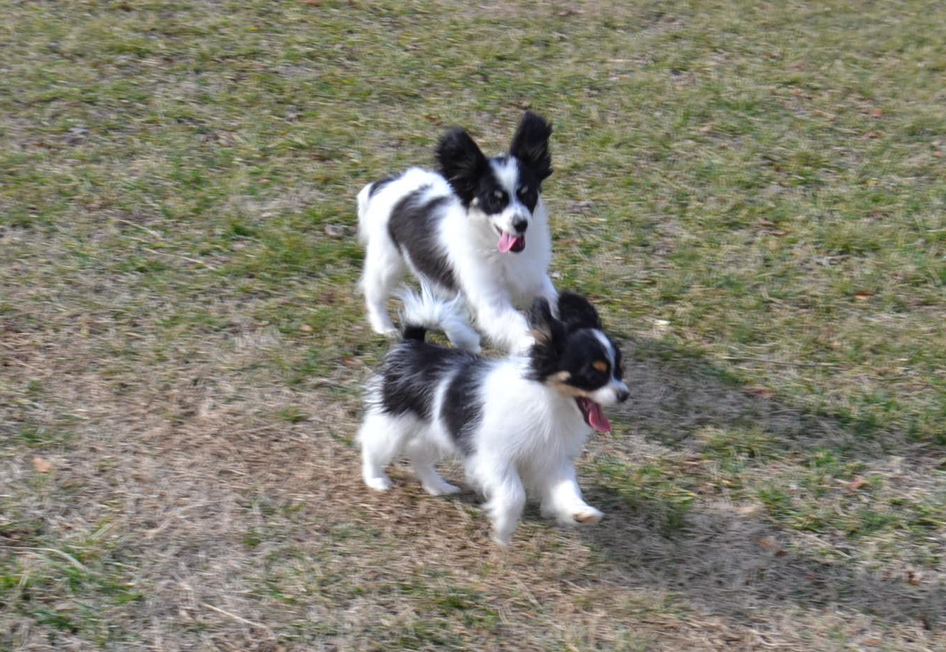 Energetic Papillon Puppy is 5 months old. A.J. is shown separately and playing with his brother B.J. who is sold.
