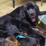 Newfies…superior Males and Females