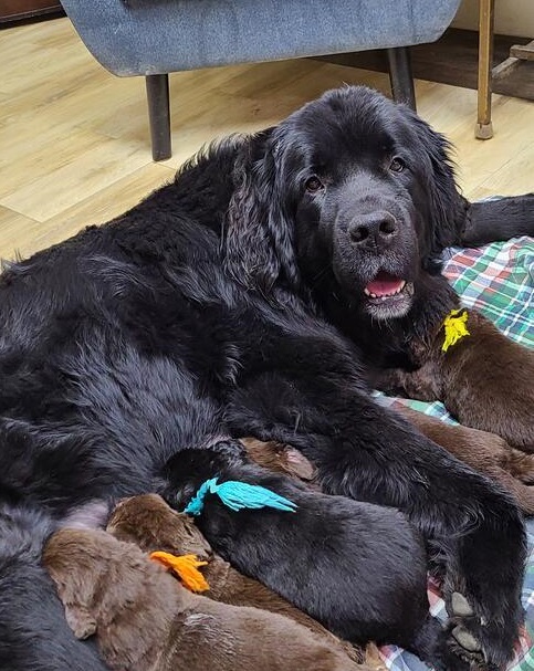 Newfies…superior Males and Females