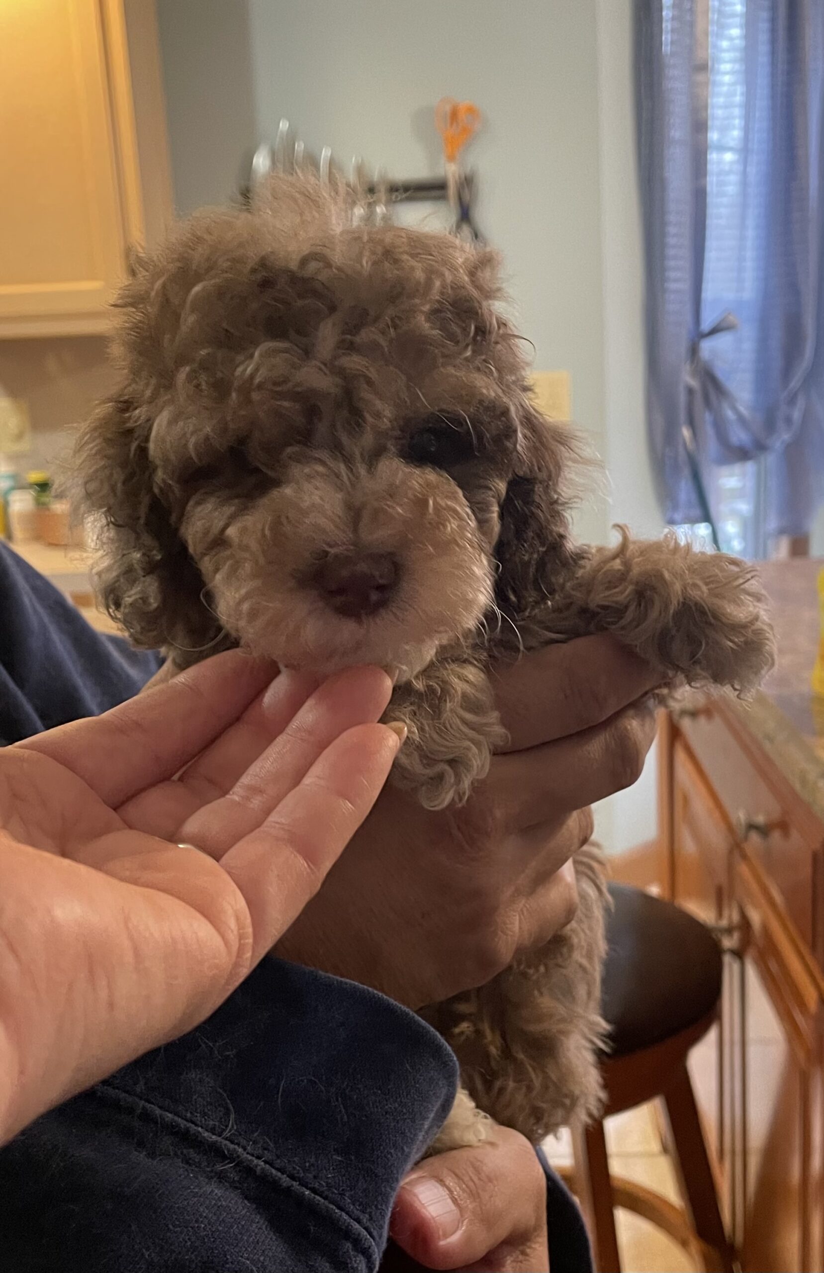 Chocolate Merle Toy Poodle