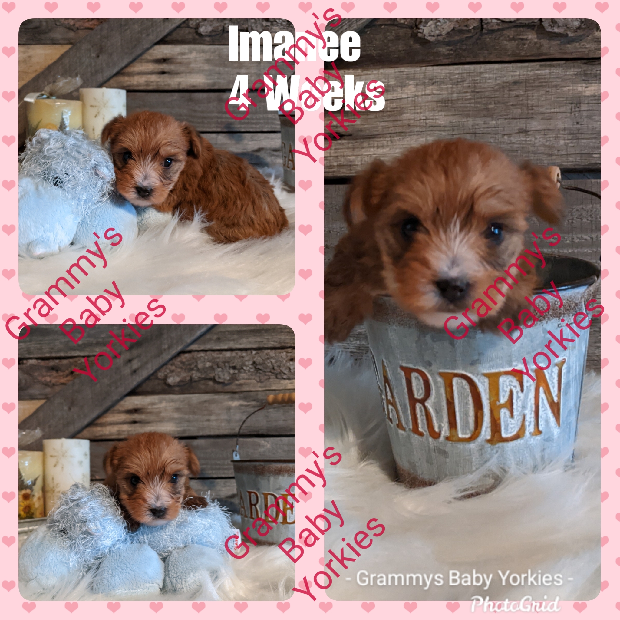 Yorkshire Terrier Female Puppies