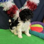 Bows and Toes Toy Poodles in Texas