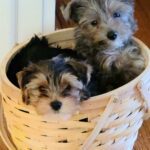 Traditional & Lilac Silver Merle Yorkies