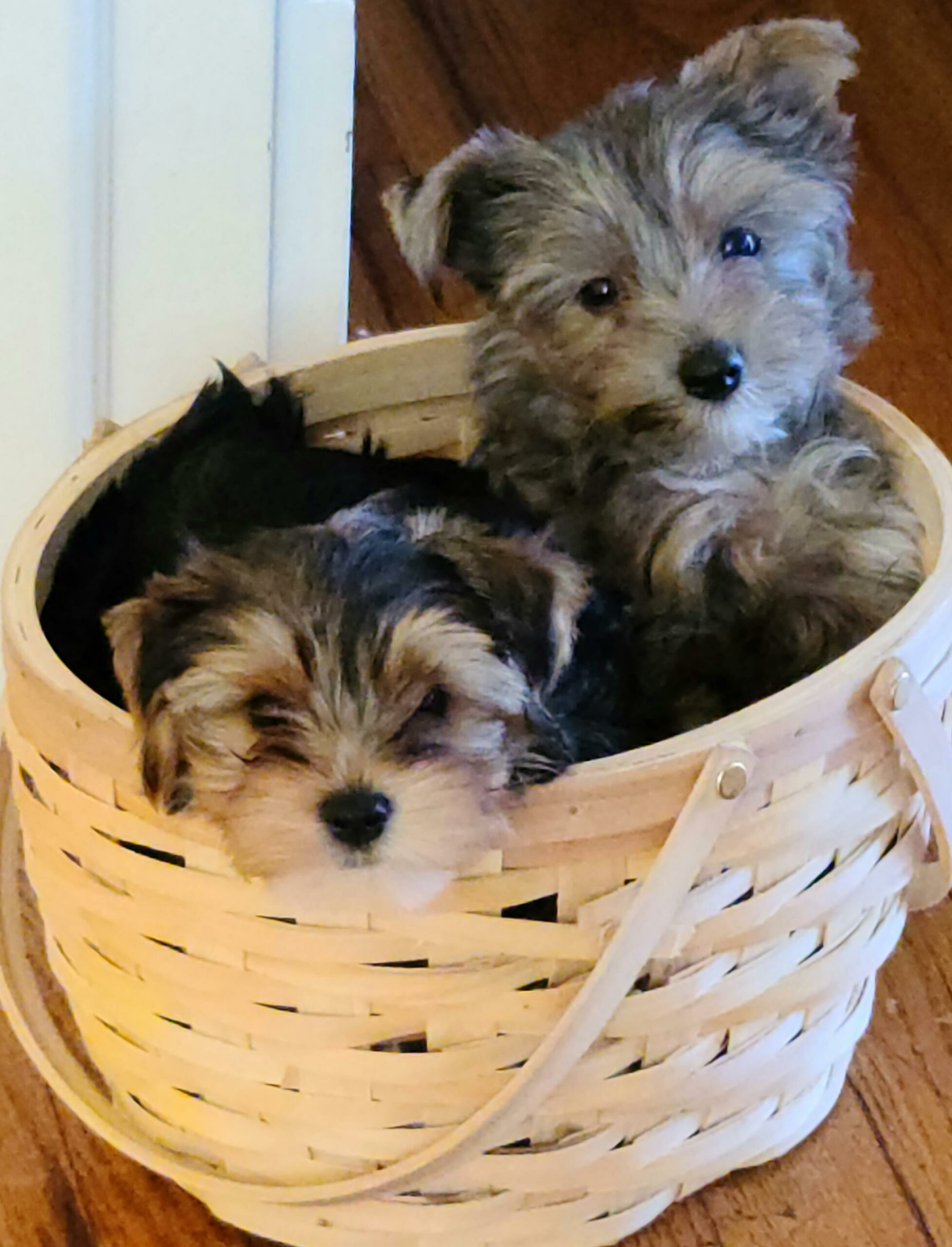 Traditional & Lilac Silver Merle Yorkies