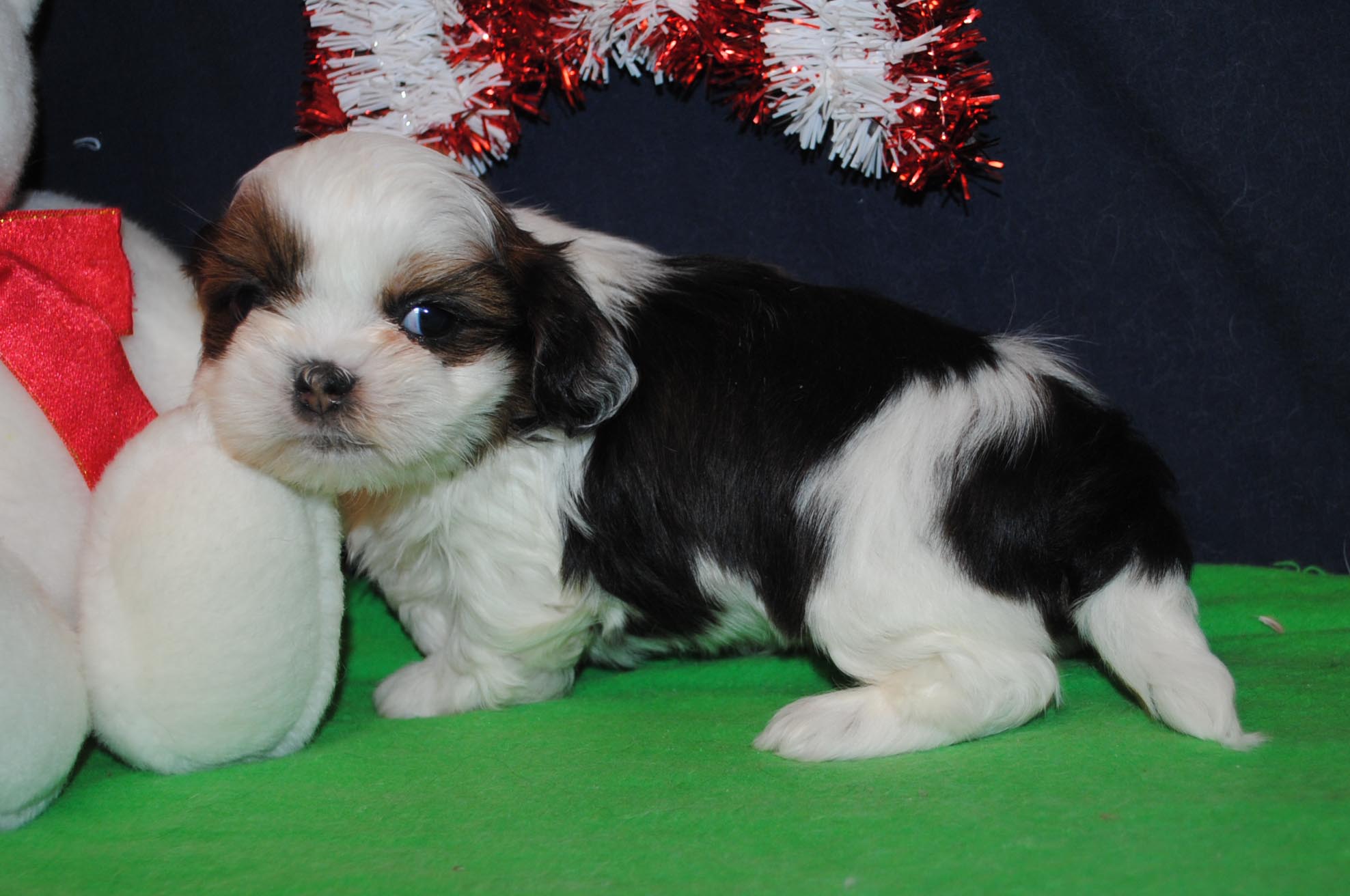 Bows and Toes Shih-Tzu pups In Texas