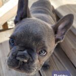 French Bulldog Puppies Males and Females