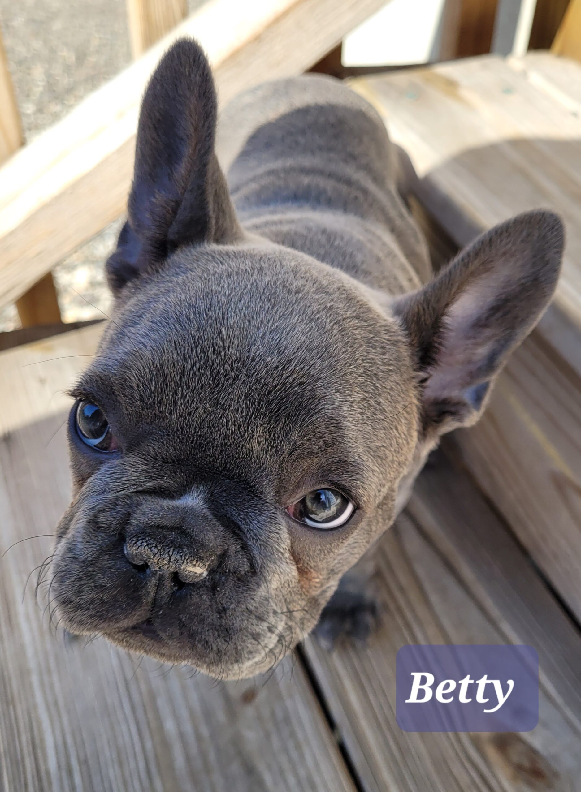French Bulldog Puppies Males and Females