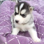 Siberian Husky Puppies for Sale