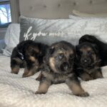 German Shepard puppies