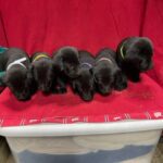 Black Lab Puppies