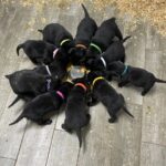 Black Lab Puppies