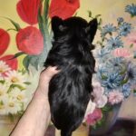Yorkshire Terrier kb black