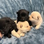 Schipperke Puppies – Beautiful New Year’s Pups