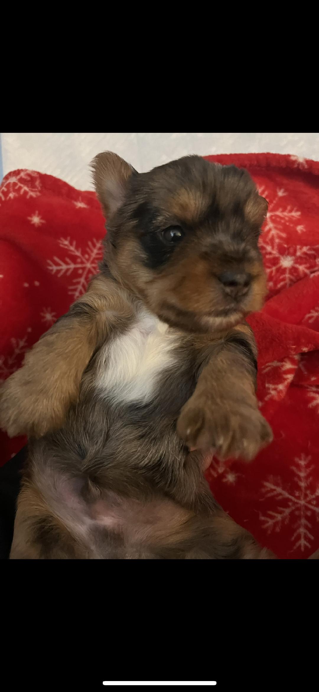 Yorkie puppies-Traditional, Merle & Parti