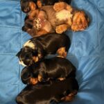 Yorkie puppies-Traditional, Merle & Parti