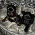 black and traditional Yorkies