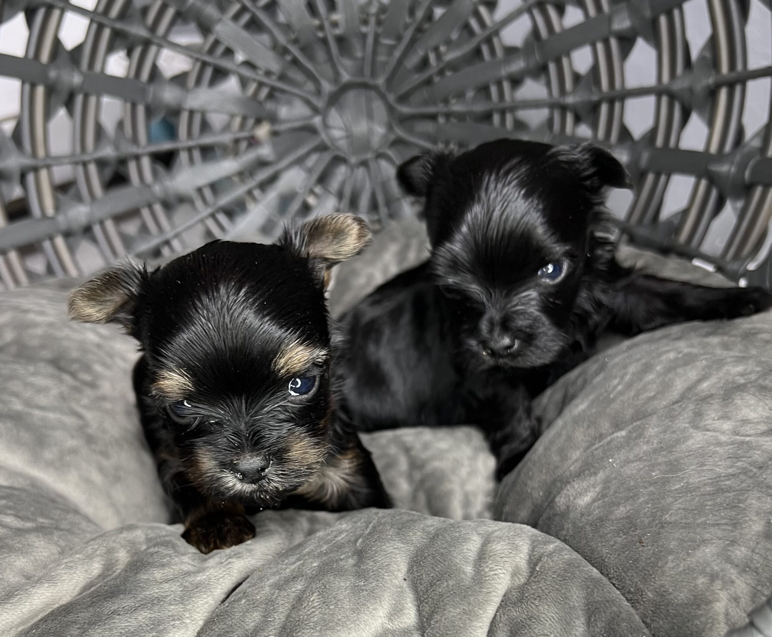 black and traditional Yorkies