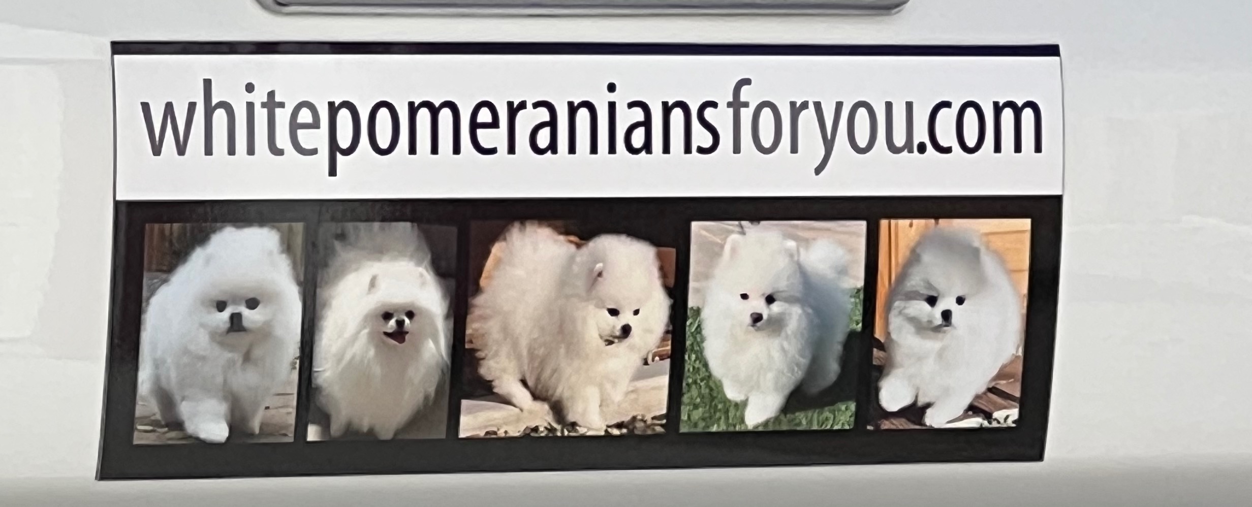 Ice White Pomeranians