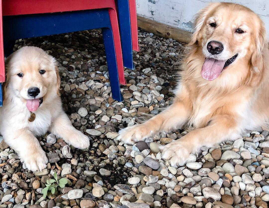 Lovely Golden Retriever Puppies