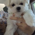 Maltese puppies born 3-31-23