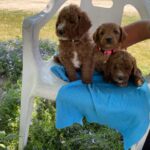 F1B Goldendoodle Puppies