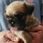 Brussels Griffon babies available