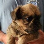 Brussels Griffon babies available