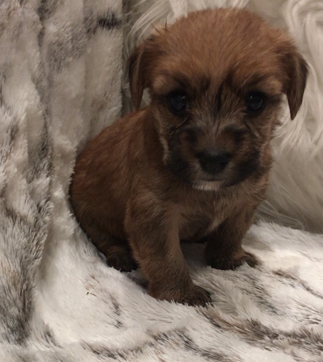 Male & Female Yorkshire Terrier puppies available