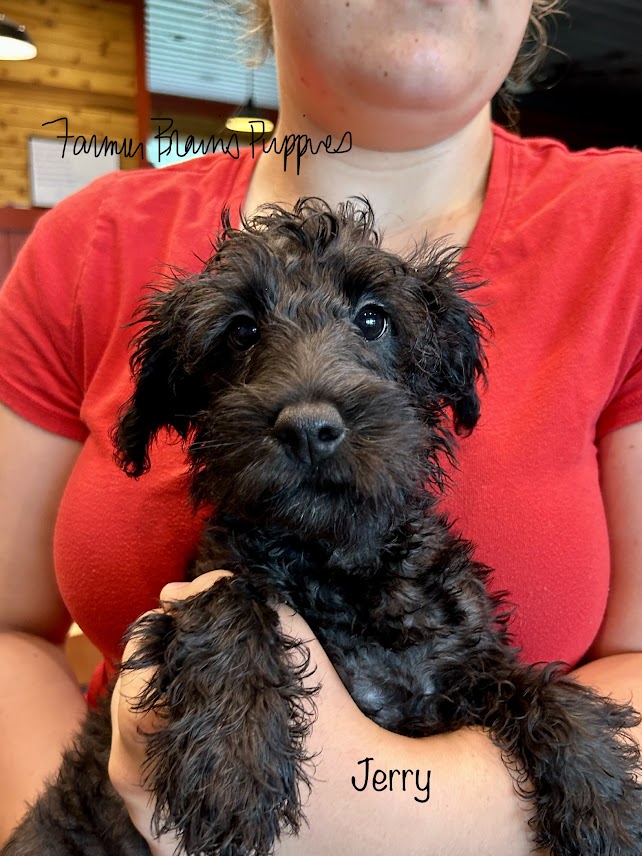 Schnoodle Puppies!