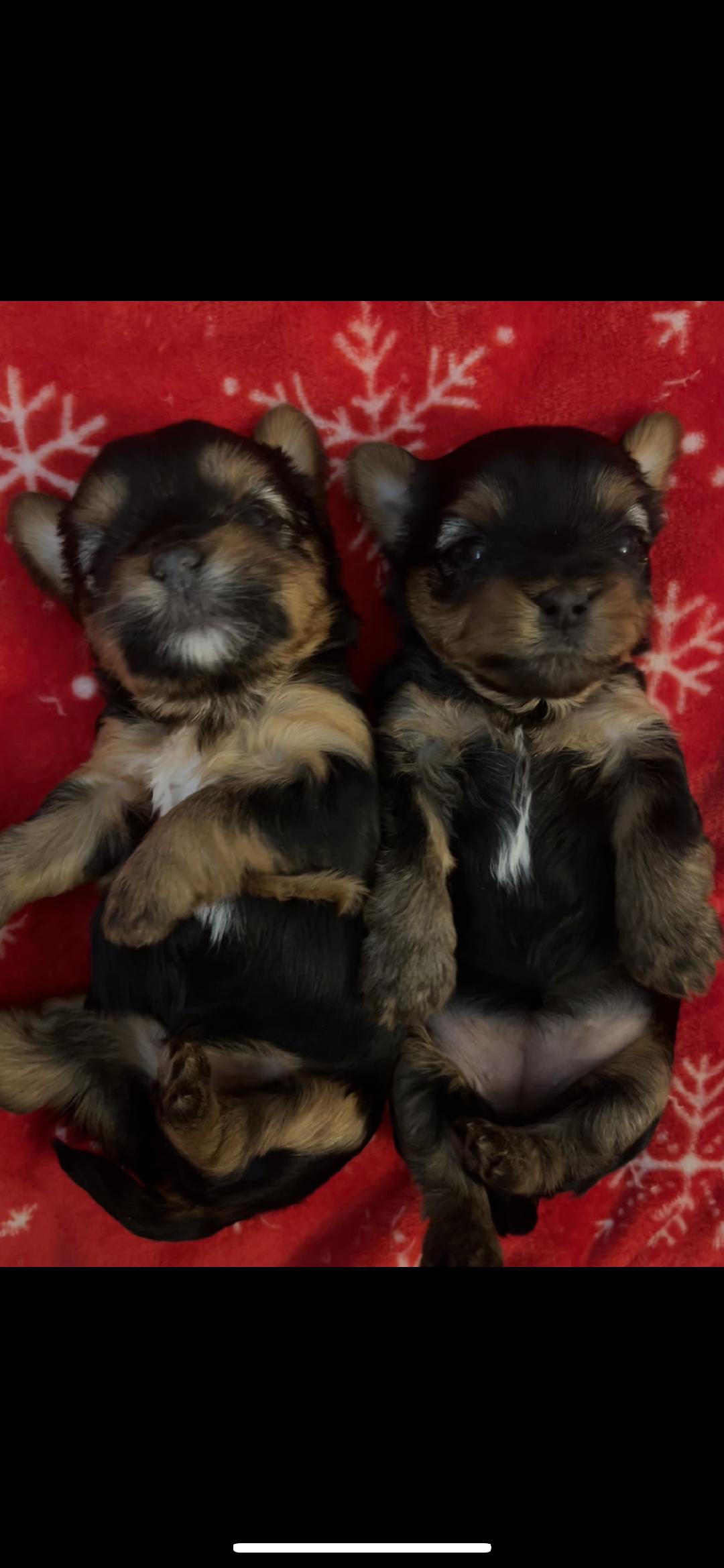 Yorkie puppies for sale-Traditional, Merle & Parti