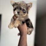 Exotic Color Male Yorkies