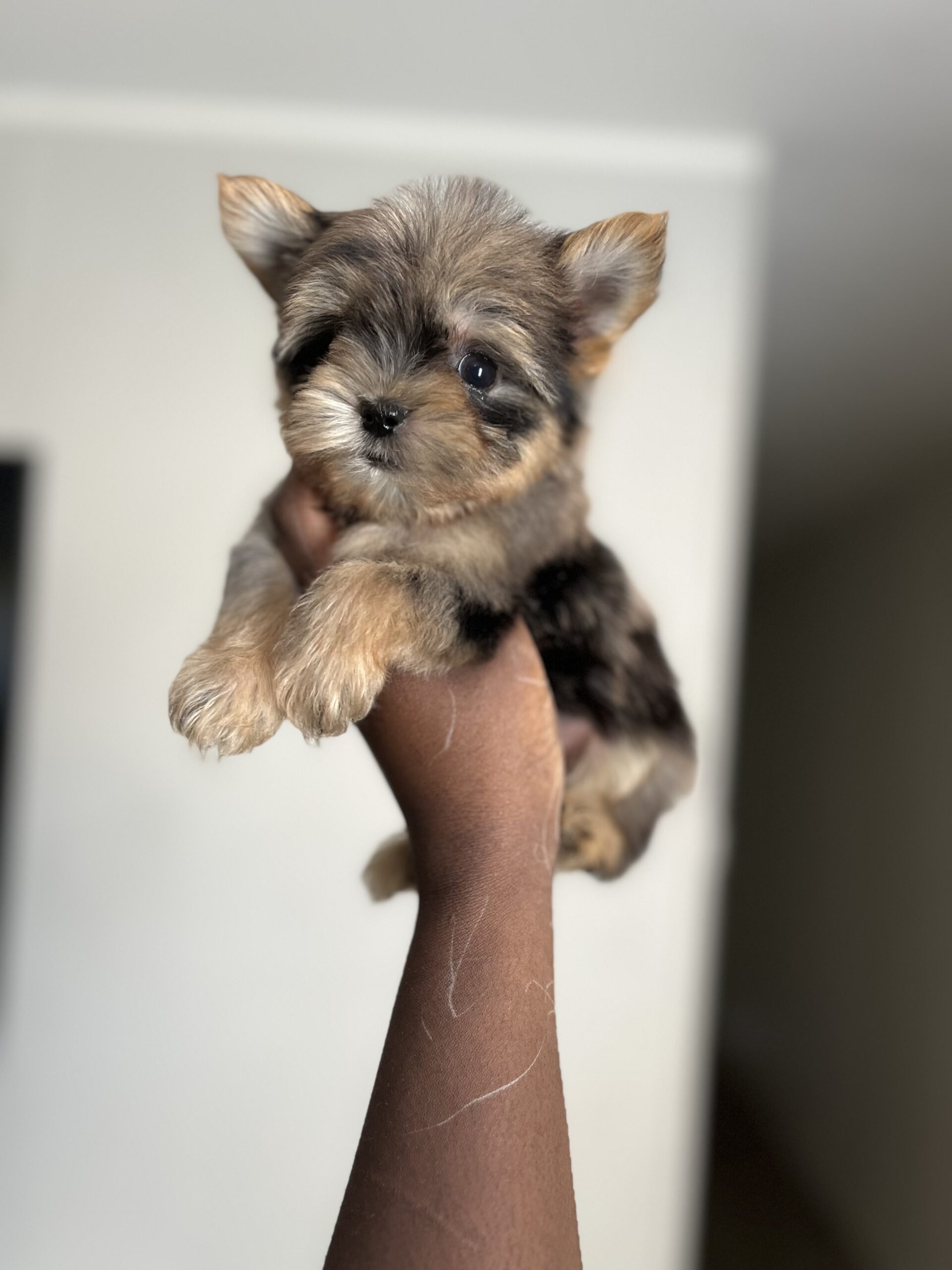 Exotic Color Male Yorkies