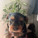 Yorkie Puppies Available Now