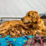 Registered Purebred Golden Retriever Puppies