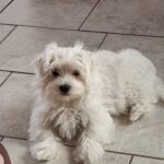 Male Maltese puppy available