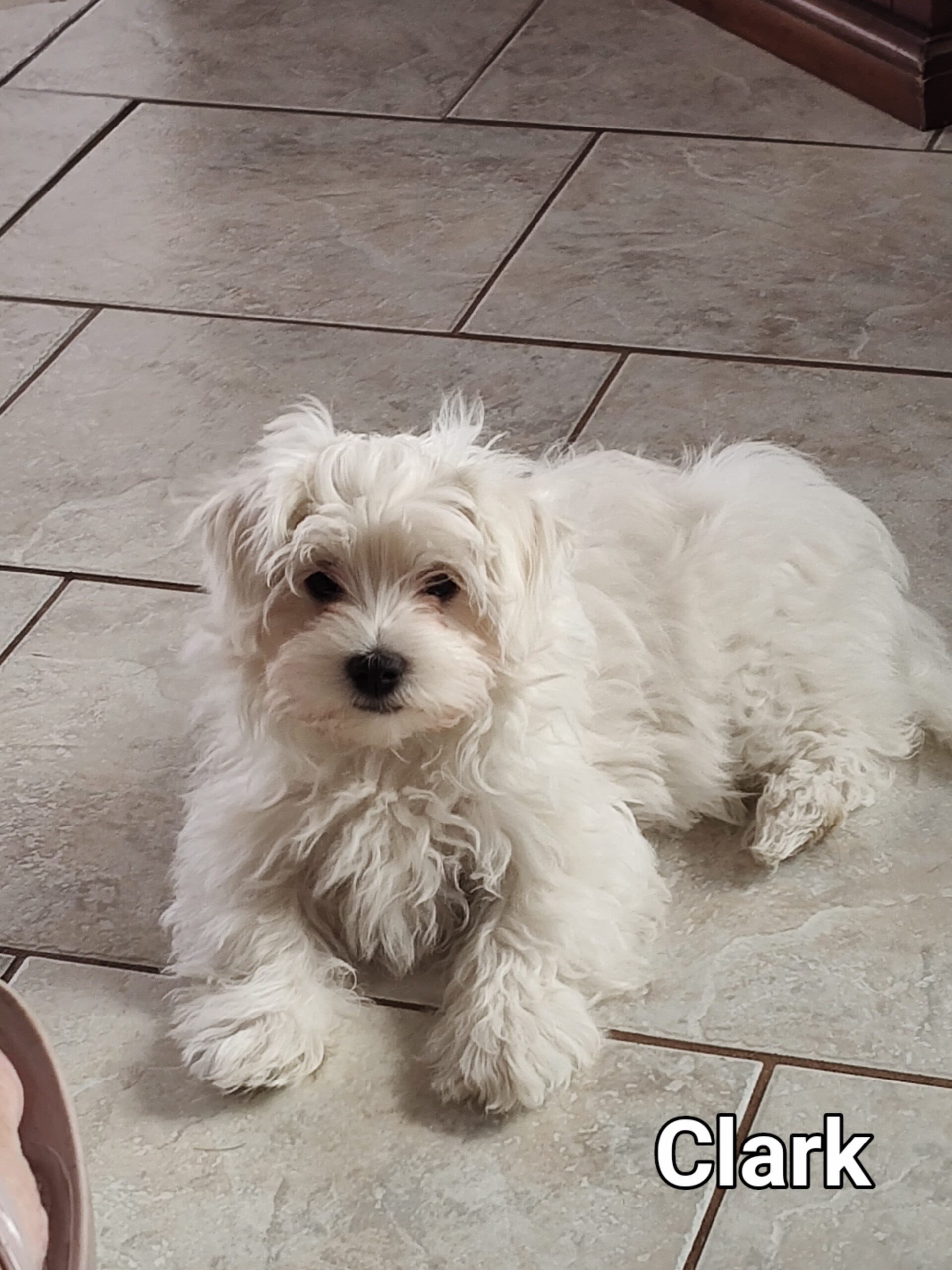 Male Maltese puppy available