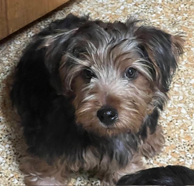 Male Yorkshire Terriers (Yorkie)-Available now