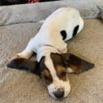 Adorable long eared male basset hound pups for sal