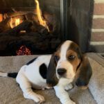 Adorable long eared male basset hound pups for sal