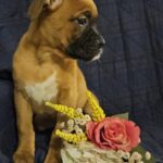 Boxer Puppies Available Now!