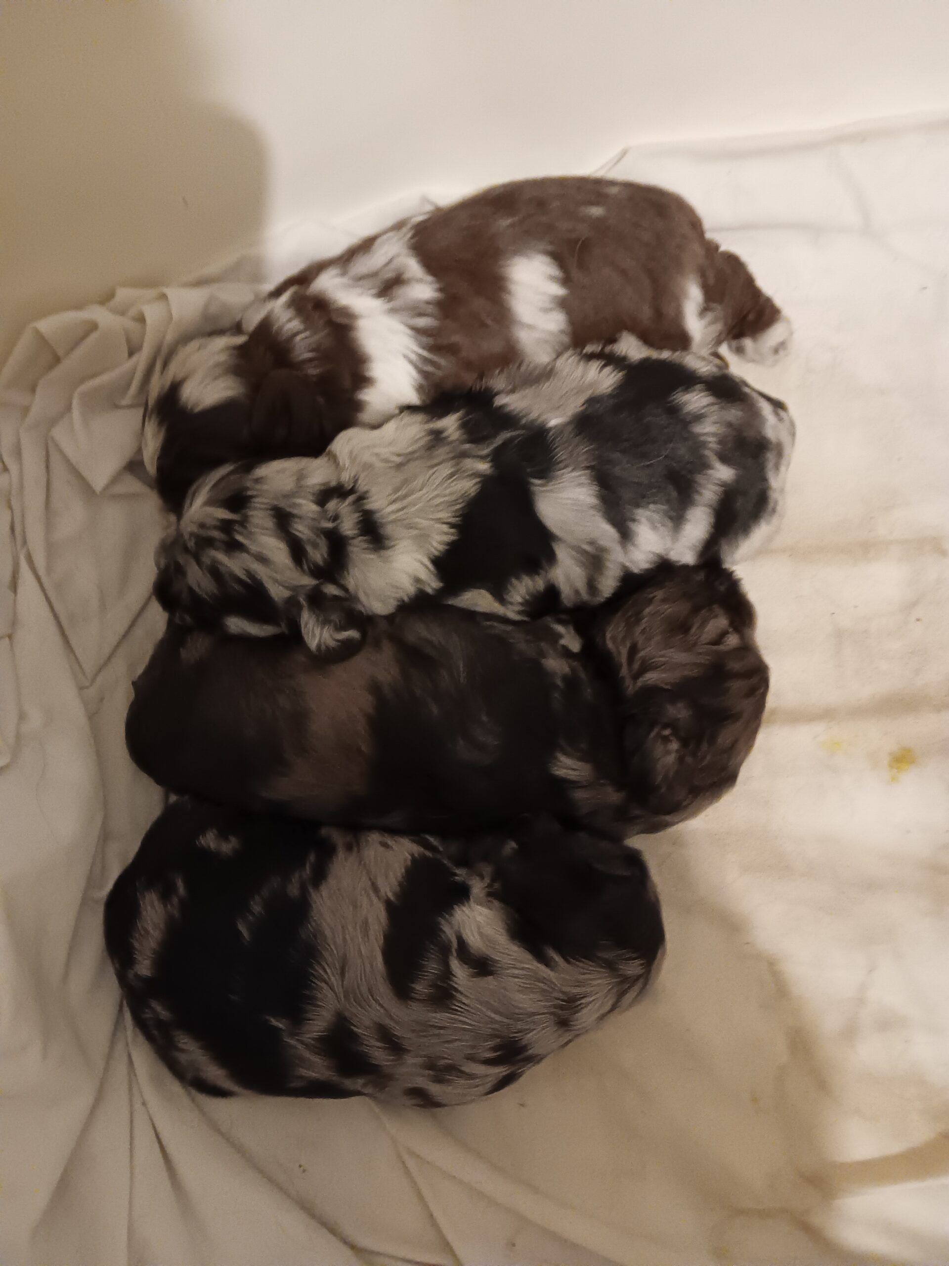 4 Registered Cocker Spaniel puppies DOB 3 February