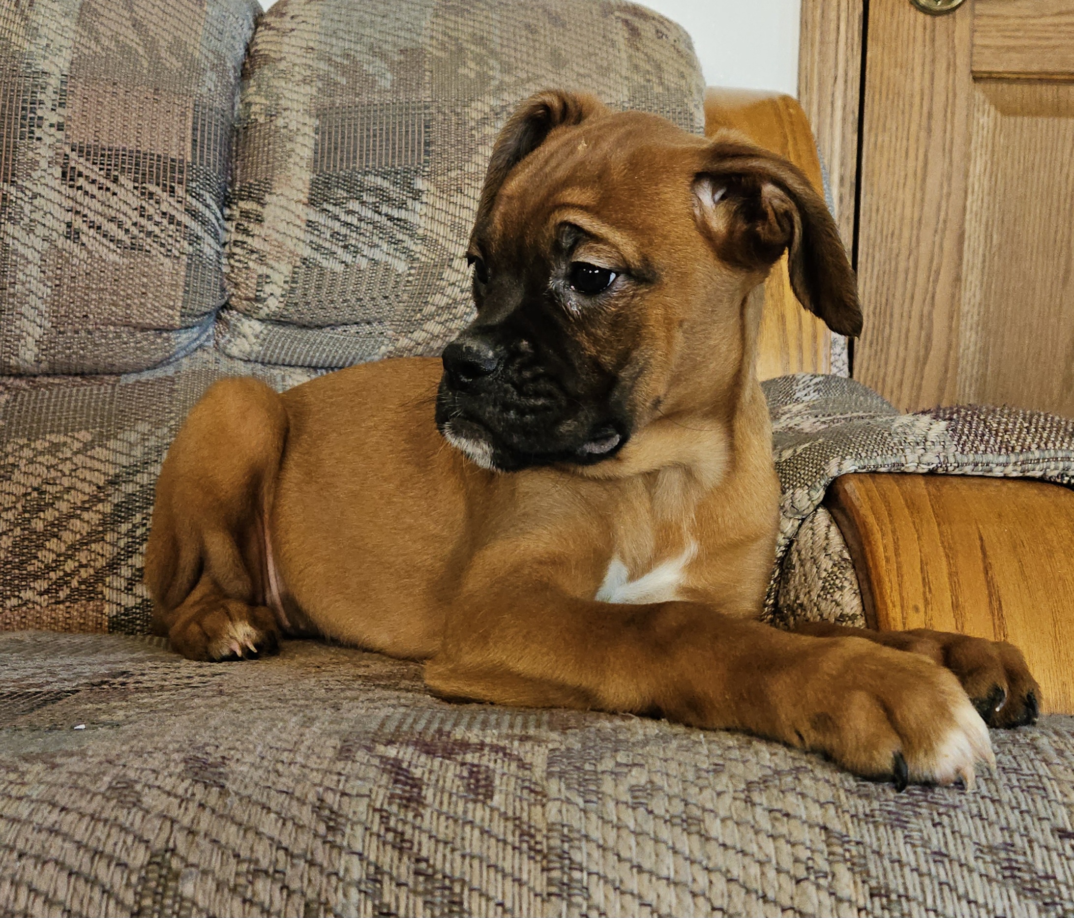 Boxer Puppies Available Now!