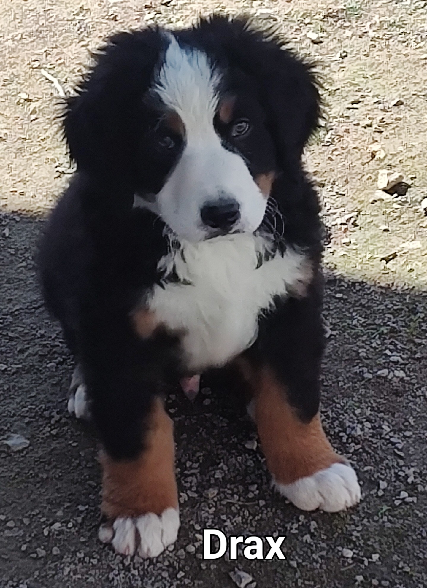 Bernese Mountain Dog puppies available