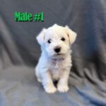 White Male Miniature Schnauzer Puppy