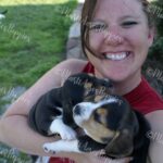 Beagle Puppies, Health/OFA Certified Parents