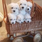 Bichon Frise Puppies- Can Deliver