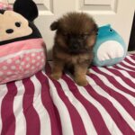 Cute Pomeranians in search of a forever home