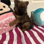 Cute Pomeranians in search of a forever home