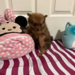 Cute Pomeranians Fur Balls in search of a forever home.