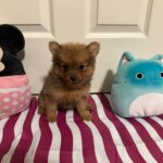 Cute Pomeranians Fur Balls in search of a forever home.